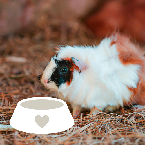 Meerschweinchen_Ernährung